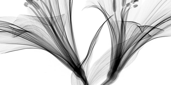 The Allure of Black and White Abstract Art